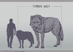 a man standing next to a wolf on top of a gray background with the words timber wolf