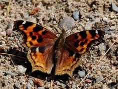 an orange and black butterfly sitting on the ground