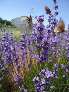 two butterflies are sitting on lavender flowers in the field, one is white and the other is brown