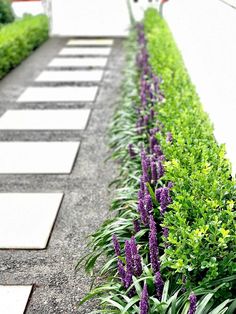 a row of purple flowers sitting next to each other on top of a cement walkway