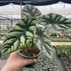 a person holding up a potted plant in a greenhouse