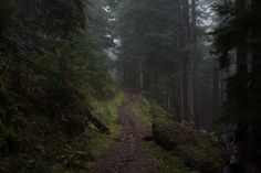 a trail in the middle of a forest with trees on both sides and foggy skies overhead