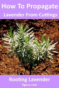 a lavender plant growing in the dirt with text overlay how to propagate lavender from cuttings