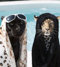 two black and white leopards wearing sunglasses next to a pool