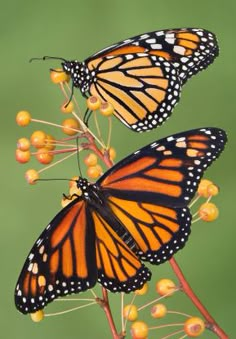 two monarch butterflies sitting on top of a plant