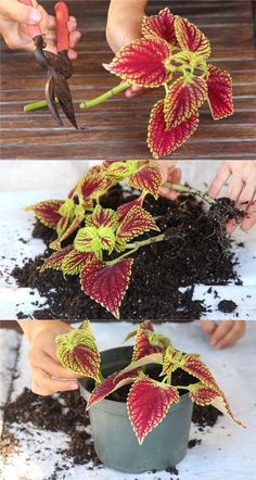 Coleus Lover's Guide ( Grow Tips, Easy Propagation, & Beautiful Varieties ) - A Piece Of Rainbow Propagate Coleus, Shade Plants Container, Shade Loving Flowers, Shade Garden Design, Shade Garden Plants, Garden Plant Pots, Container Gardening Flowers