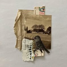 an altered photograph of a bird sitting on top of a piece of paper with torn edges