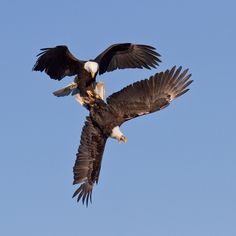 two bald eagles are flying in the sky together with their talons extended and spread out