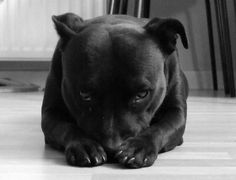 a black and white photo of a dog laying on the floor