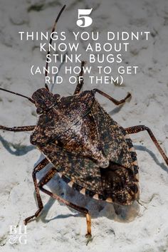 a close up of a bug with the words 5 things you didn't know about stink bugs and how to get rid of them