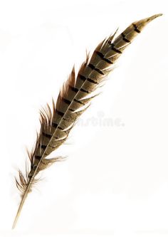 an image of a feather on a white background royalty images and clippings are included in this file