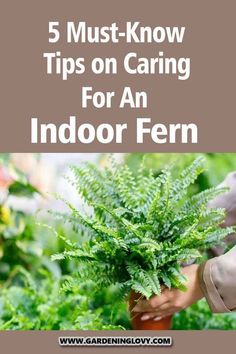 a person holding a potted plant with the words 5 must - know tips on caring for an indoor fern