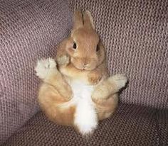 a brown rabbit sitting on its hind legs in the back of a chair with it's paws up