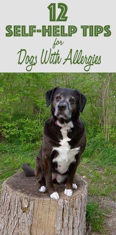 a dog sitting on top of a tree stump with the title 12 self - help tips for dogs with allergies