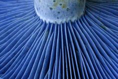 a close up view of the center of a blue mushroom