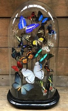 a glass dome filled with lots of colorful butterflies on top of a wooden table next to a wall