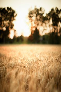 the sun shines brightly through tall grass in an open field, with trees in the background