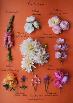 flowers arranged on an orange background with the names of them