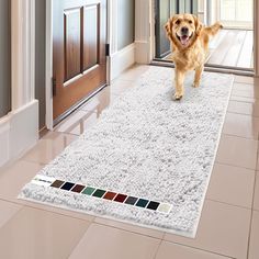 a dog is standing on a rug in the hallway