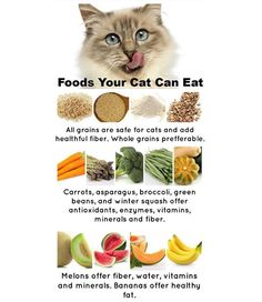 a cat with its mouth open and the words foods your cat can eat