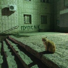 an orange and white cat sitting on the ground in front of a brick building at night