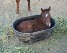 a brown horse laying in a tub on top of grass