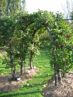 an apple tree is growing in the middle of a garden with lots of green grass