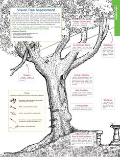 an image of a tree that is labeled in the text and description for each section