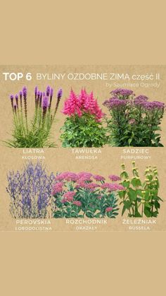 the top 6 plants for beginners to grow in their own garden, including lavenders and