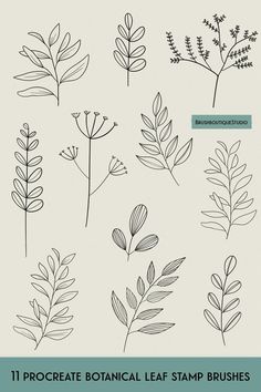 the different types of leaves and berries on white background illustration for design or web site