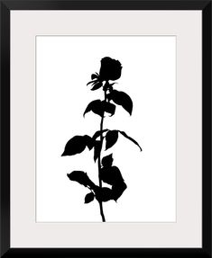 a black and white photo of a rose with leaves in the foreground, against a white background