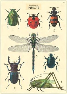 an image of bugs and insects