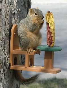 a squirrel is sitting on a wooden stand holding an ear of corn