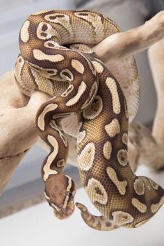 a snake is curled up on a branch