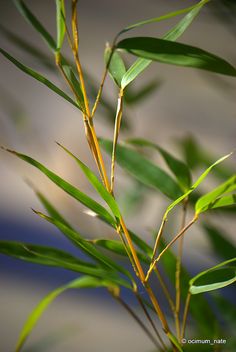 a close up view of some green leaves