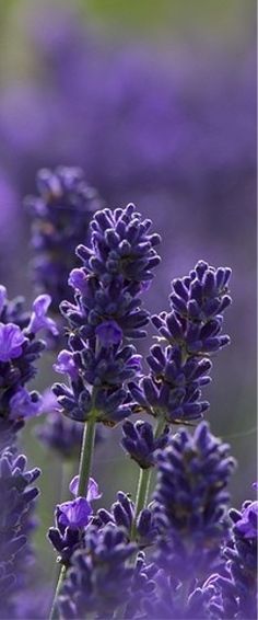 some purple flowers that are in the grass