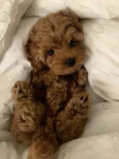 a small brown dog sitting on top of a bed covered in white sheets and pillows