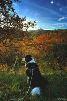 a black and white dog sitting on top of a lush green field next to a tree