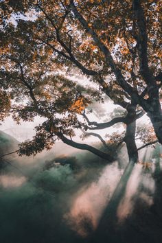 the sun shines through some trees on a foggy day in this photo taken from below