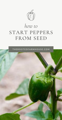 green peppers growing on the plant with text overlay how to start peppers from seed