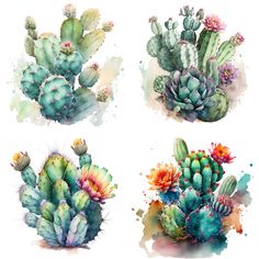 four watercolor paintings of cactuses with different colors