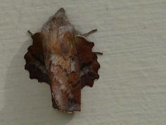 a brown and white moth is hanging on the side of a wall with it's head down