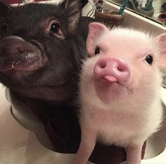 two small pigs sitting in a sink next to each other and looking at the camera