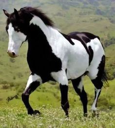 a black and white horse is running in the grass with hills in the back ground