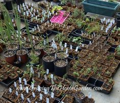 many pots with plants in them sitting on the ground next to each other and tags attached to them