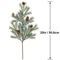 a pine tree with cones on it and measurements