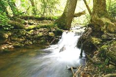 there is a small waterfall in the woods