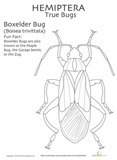 the diagram shows how to draw a bug with two wings and four legs, in order to