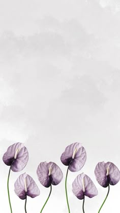 four purple flowers are in front of a white background with an empty space for the text