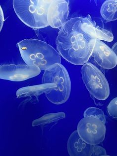 many jellyfish are swimming in the water